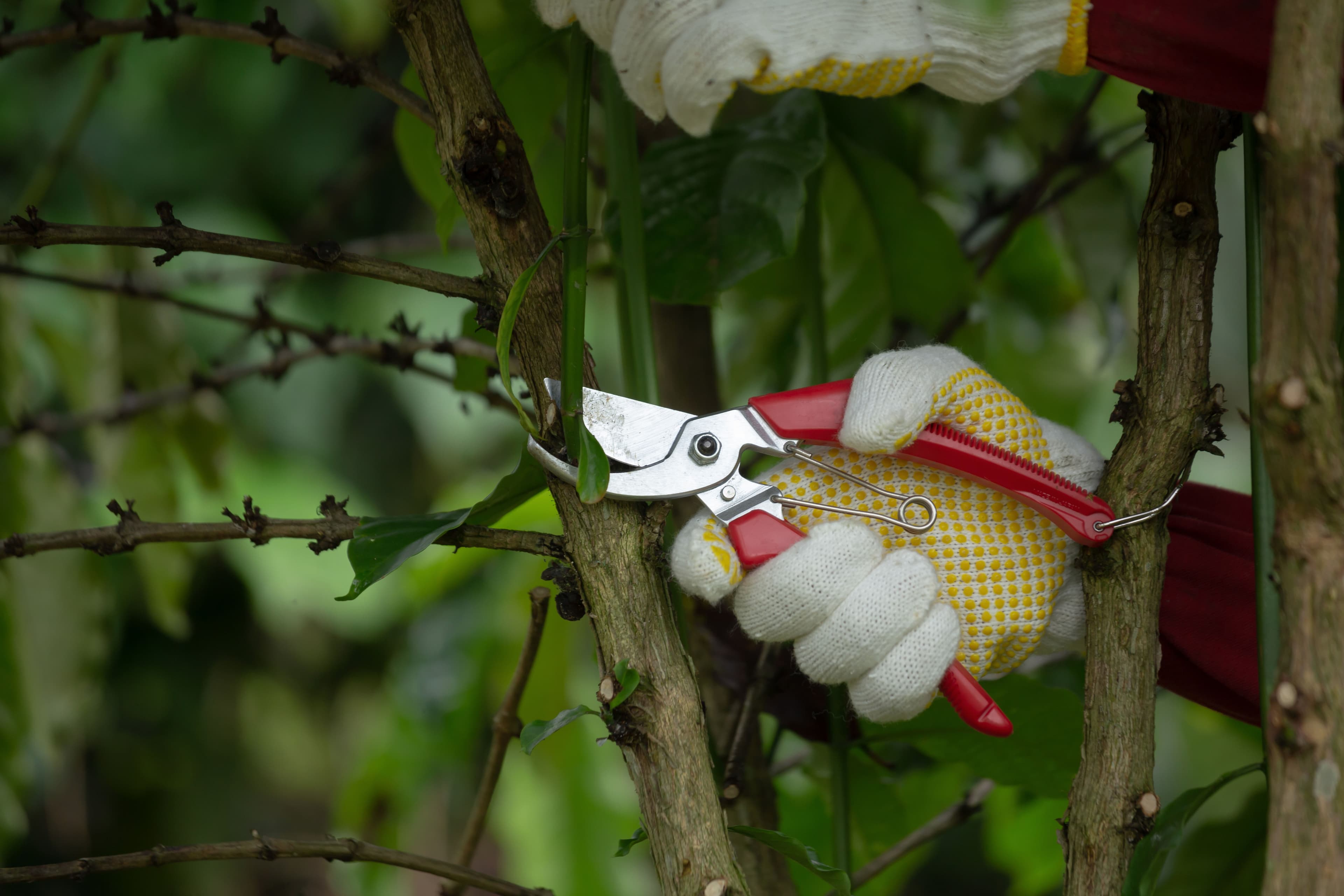 About 30A Tree Service & Removal